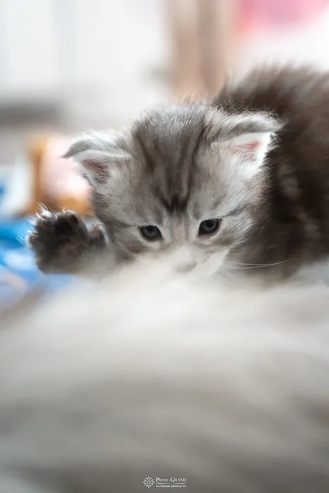Abacoon's ARON, chaton Maine Coon de la portée du 27 décembre 2025, élevage Abacoon