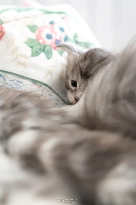 Abacoon's ARON, chaton Maine Coon de la portée du 27 décembre 2025, élevage Abacoon