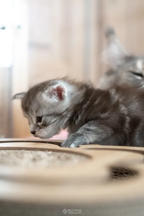 Abacoon's ARON, chaton Maine Coon de la portée du 27 décembre 2025, élevage Abacoon
