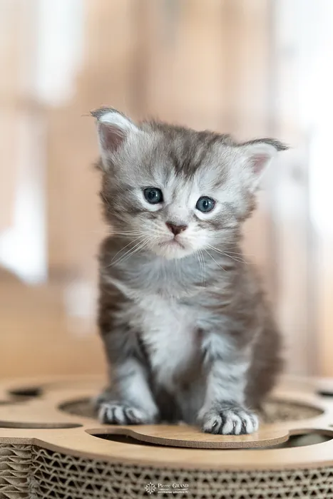 Abacoon's ARON, chaton Maine Coon de la portée du 27 décembre 2025, élevage Abacoon