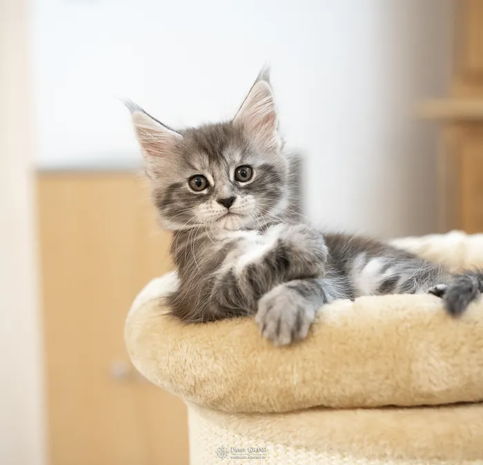 Abacoon's ALIZAH, chaton Maine Coon de la portée du 27 décembre 2025, élevage Abacoon