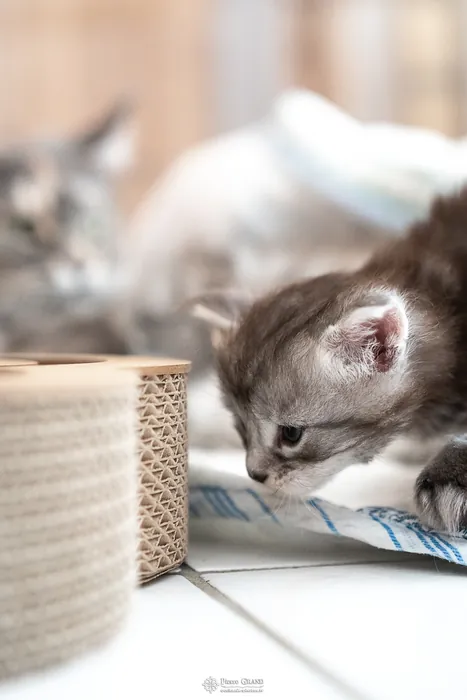 Abacoon's ARON, chaton Maine Coon de la portée du 27 décembre 2025, élevage Abacoon