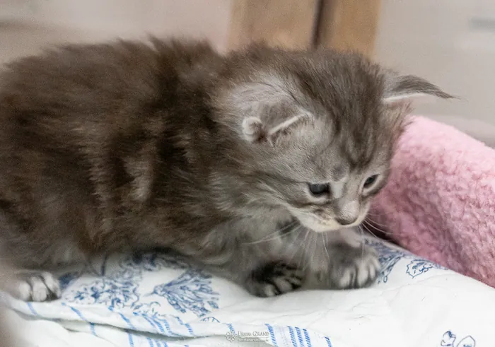 Abacoon's ARON, chaton Maine Coon de la portée du 27 décembre 2025, élevage Abacoon