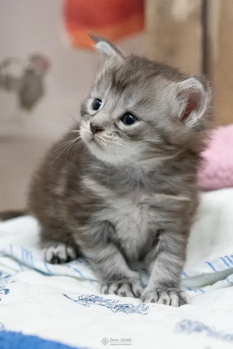 Abacoon's ARON, chaton Maine Coon de la portée du 27 décembre 2025, élevage Abacoon