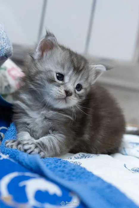 Abacoon's ARON, chaton Maine Coon de la portée du 27 décembre 2025, élevage Abacoon