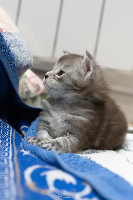 Abacoon's ARON, chaton Maine Coon de la portée du 27 décembre 2025, élevage Abacoon