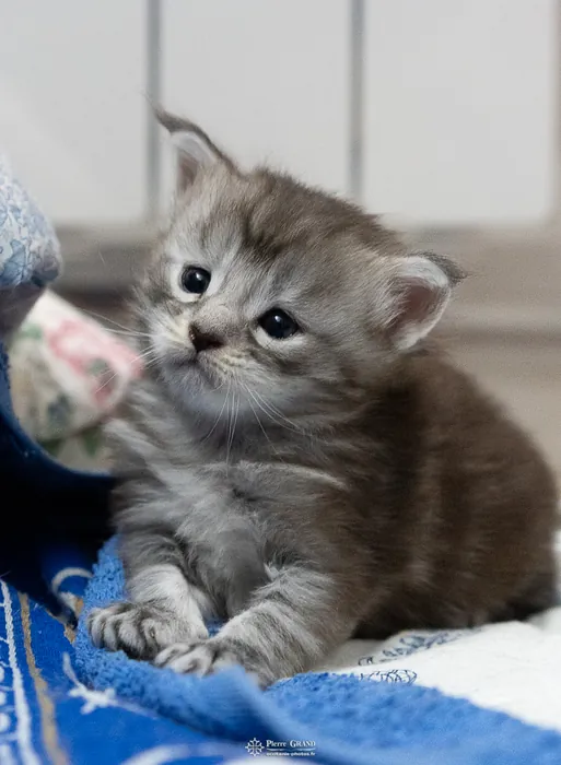 Abacoon's ARON, chaton Maine Coon de la portée du 27 décembre 2025, élevage Abacoon