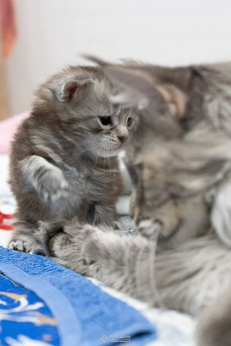 Abacoon's ARON, chaton Maine Coon de la portée du 27 décembre 2025, élevage Abacoon