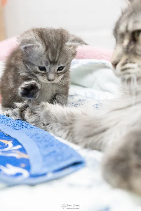 Abacoon's ARON, chaton Maine Coon de la portée du 27 décembre 2025, élevage Abacoon