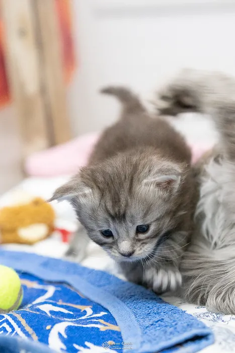 Abacoon's ARON, chaton Maine Coon de la portée du 27 décembre 2025, élevage Abacoon