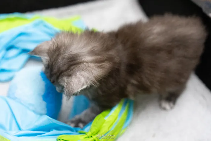 Abacoon's ARON, chaton Maine Coon de la portée du 27 décembre 2025, élevage Abacoon
