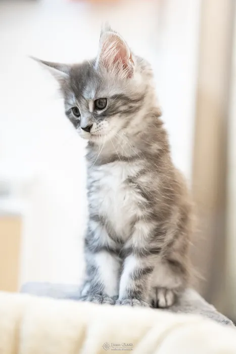 Abacoon's ALIZAH, chaton Maine Coon de la portée du 27 décembre 2025, élevage Abacoon