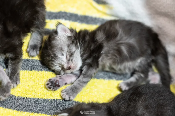 Abacoon's ARON, chaton Maine Coon de la portée du 27 décembre 2025, élevage Abacoon