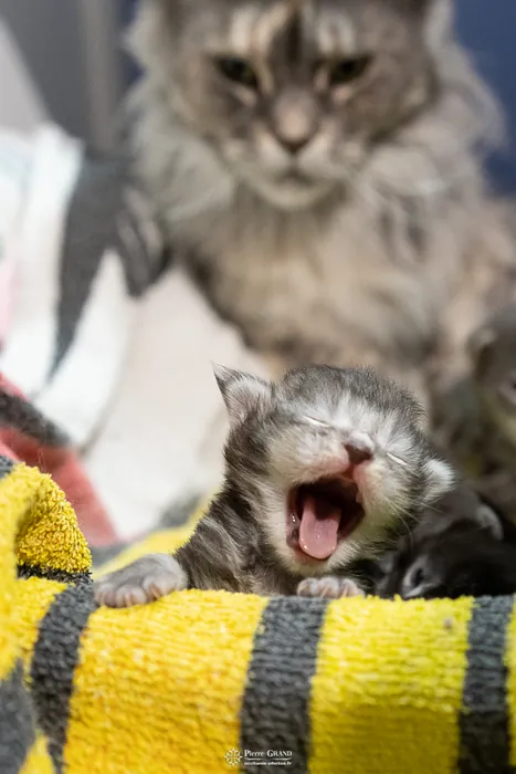 Abacoon's ARON, chaton Maine Coon de la portée du 27 décembre 2025, élevage Abacoon