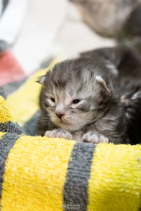 Abacoon's ARON, chaton Maine Coon de la portée du 27 décembre 2025, élevage Abacoon