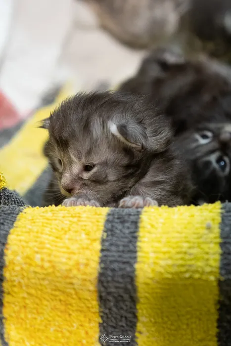 Abacoon's ARON, chaton Maine Coon de la portée du 27 décembre 2025, élevage Abacoon