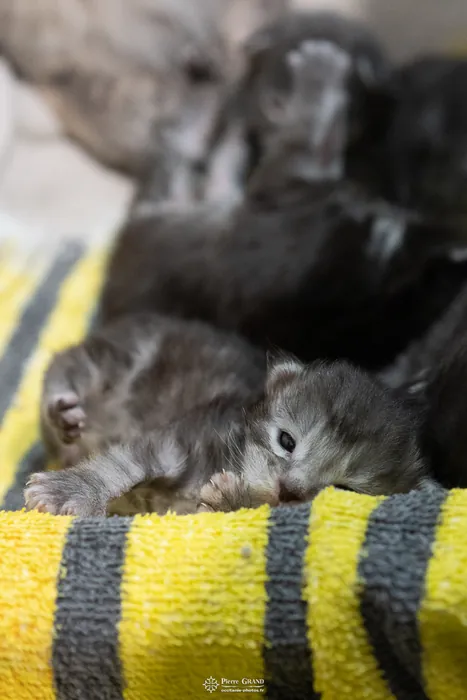 Abacoon's ARON, chaton Maine Coon de la portée du 27 décembre 2025, élevage Abacoon
