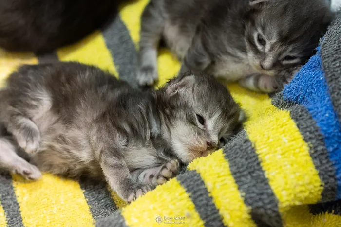 Abacoon's ARON, chaton Maine Coon de la portée du 27 décembre 2025, élevage Abacoon