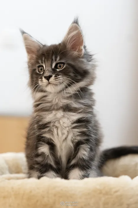Abacoon's AVIV, chaton Maine Coon de la portée du 27 décembre 2025, élevage Abacoon
