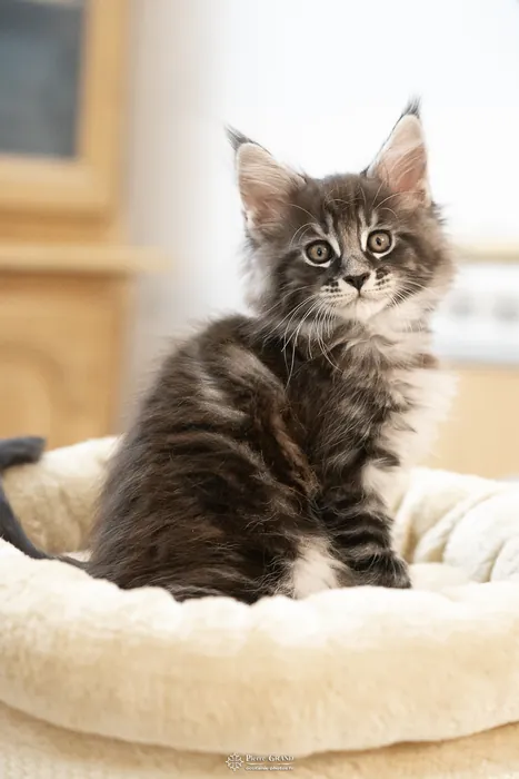 Abacoon's AVIV, chaton Maine Coon de la portée du 27 décembre 2025, élevage Abacoon