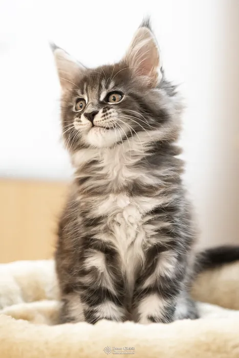 Abacoon's AVIV, chaton Maine Coon de la portée du 27 décembre 2025, élevage Abacoon