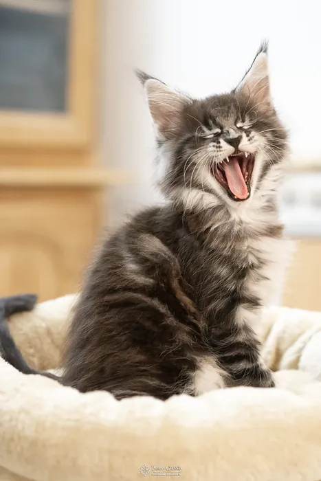 Abacoon's AVIV, chaton Maine Coon de la portée du 27 décembre 2025, élevage Abacoon