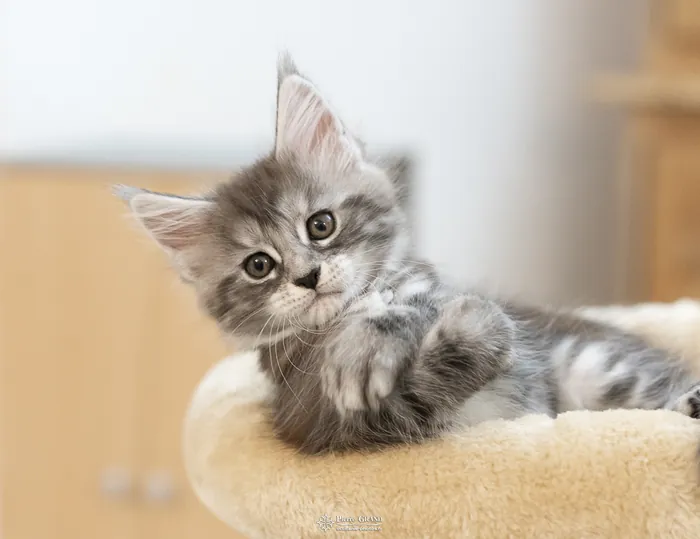 Abacoon's ALIZAH, chaton Maine Coon de la portée du 27 décembre 2025, élevage Abacoon