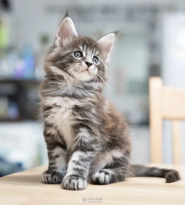 Abacoon's AVIV, chaton Maine Coon de la portée du 27 décembre 2025, élevage Abacoon