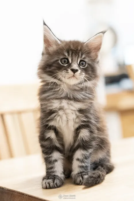 Abacoon's AVIV, chaton Maine Coon de la portée du 27 décembre 2025, élevage Abacoon