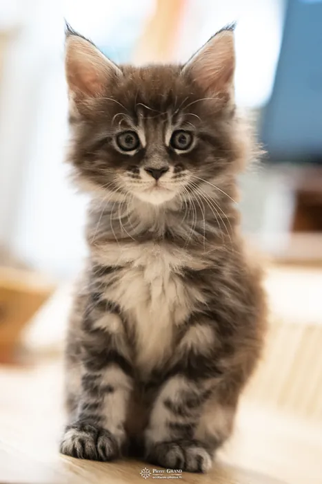 Abacoon's AVIV, chaton Maine Coon de la portée du 27 décembre 2025, élevage Abacoon