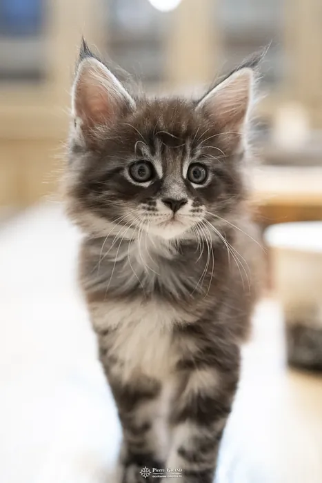 Abacoon's AVIV, chaton Maine Coon de la portée du 27 décembre 2025, élevage Abacoon