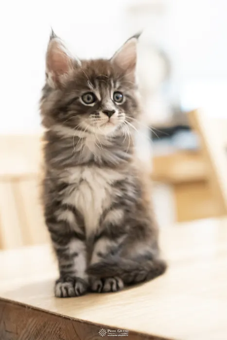 Abacoon's AVIV, chaton Maine Coon de la portée du 27 décembre 2025, élevage Abacoon