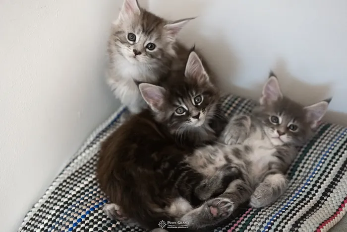 Abacoon's AVIV, chaton Maine Coon de la portée du 27 décembre 2025, élevage Abacoon