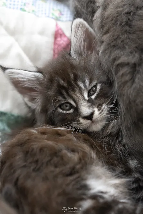 Abacoon's AVIV, chaton Maine Coon de la portée du 27 décembre 2025, élevage Abacoon