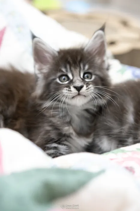 Abacoon's AVIV, chaton Maine Coon de la portée du 27 décembre 2025, élevage Abacoon