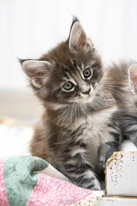 Abacoon's AVIV, chaton Maine Coon de la portée du 27 décembre 2025, élevage Abacoon