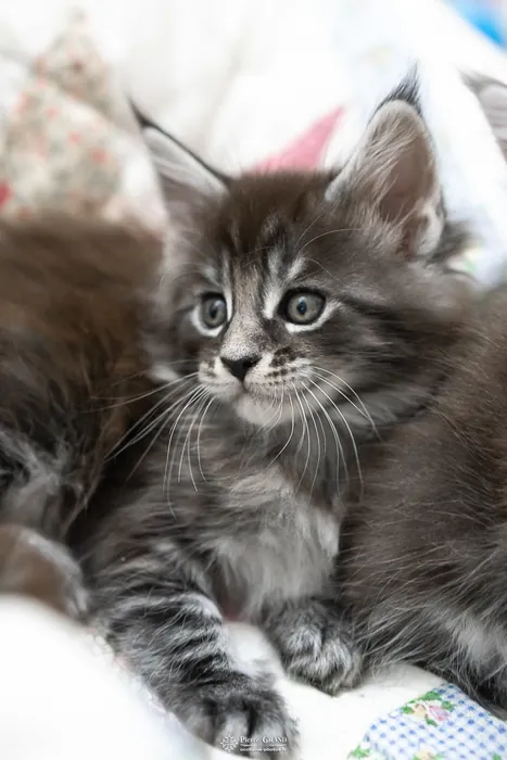 Abacoon's AVIV, chaton Maine Coon de la portée du 27 décembre 2025, élevage Abacoon
