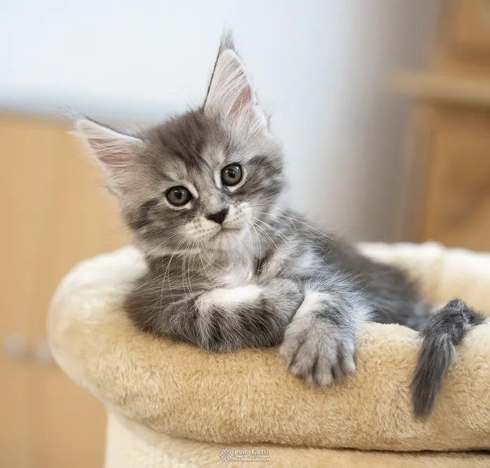 Abacoon's ALIZAH, chaton Maine Coon de la portée du 27 décembre 2025, élevage Abacoon