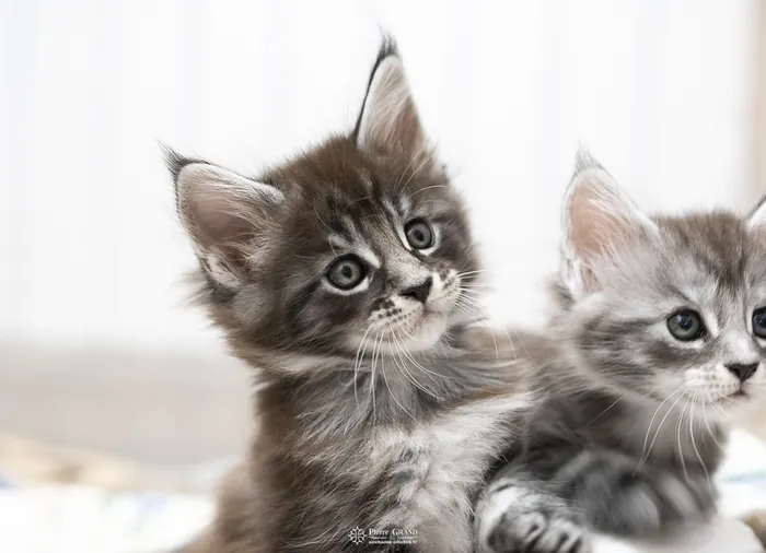 Abacoon's AVIV, chaton Maine Coon de la portée du 27 décembre 2025, élevage Abacoon
