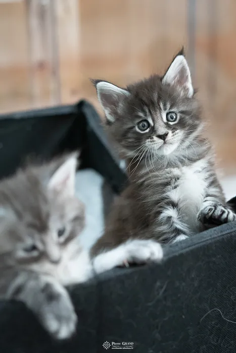 Abacoon's AVIV, chaton Maine Coon de la portée du 27 décembre 2025, élevage Abacoon
