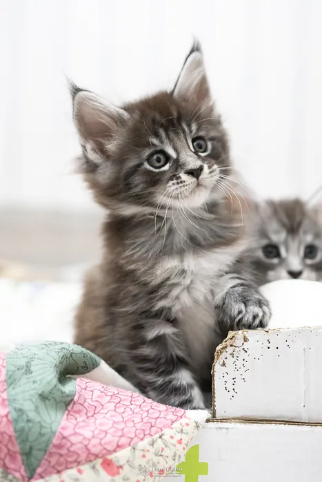 Abacoon's AVIV, chaton Maine Coon de la portée du 27 décembre 2025, élevage Abacoon