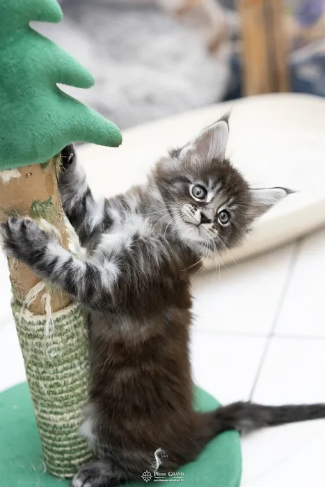 Abacoon's AVIV, chaton Maine Coon de la portée du 27 décembre 2025, élevage Abacoon