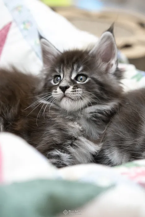 Abacoon's AVIV, chaton Maine Coon de la portée du 27 décembre 2025, élevage Abacoon