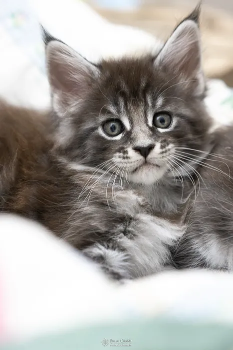 Abacoon's AVIV, chaton Maine Coon de la portée du 27 décembre 2025, élevage Abacoon
