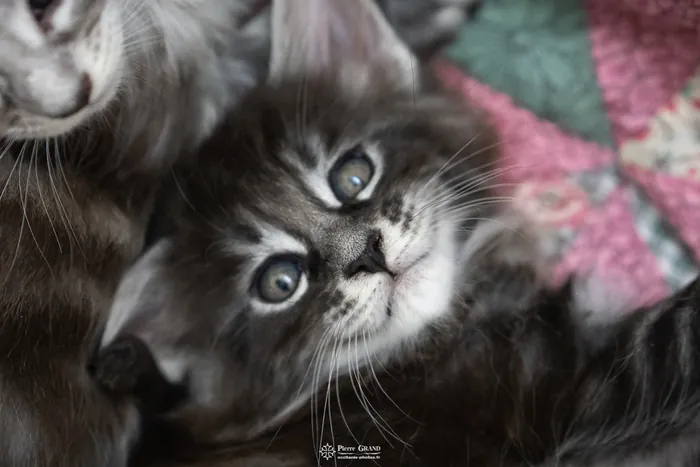 Abacoon's AVIV, chaton Maine Coon de la portée du 27 décembre 2025, élevage Abacoon