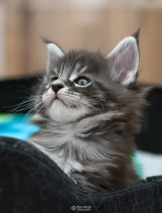 Abacoon's AVIV, chaton Maine Coon de la portée du 27 décembre 2025, élevage Abacoon