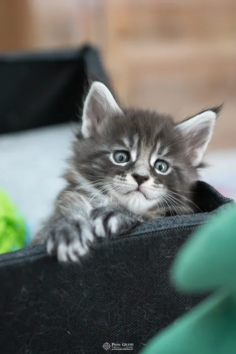 Abacoon's AVIV, chaton Maine Coon de la portée du 27 décembre 2025, élevage Abacoon