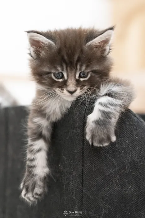 Abacoon's AVIV, chaton Maine Coon de la portée du 27 décembre 2025, élevage Abacoon