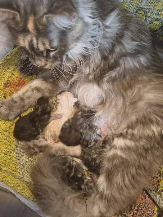 Chatons Maine Coon de la portée du 25 octobre 2026, élevage Abacoon