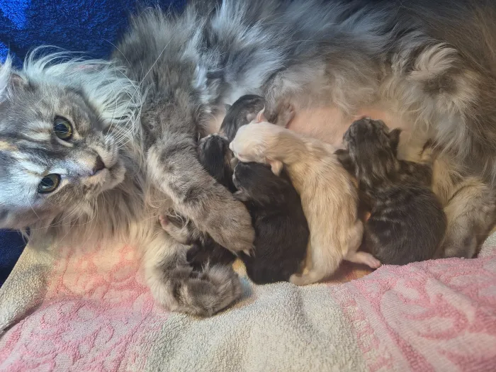 Chatons Maine Coon de la portée du 25 octobre 2026, élevage Abacoon